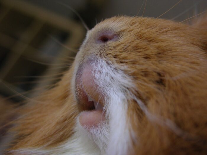 Guinea Pig Runny Nose Treatment The Guinea Pig Expert