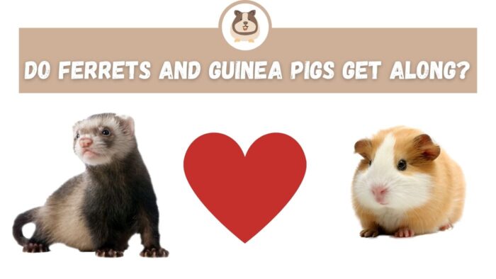 Do Ferrets and Guinea Pigs Get Along? - The Guinea Pig Expert: