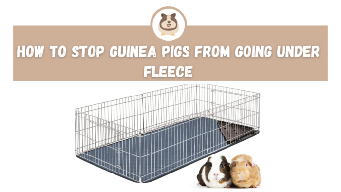 How to Stop Guinea Pigs From Going Under Fleece - The Guinea Pig Expert: